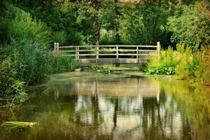 Pont en bois au-dessus d’un étang en forêt